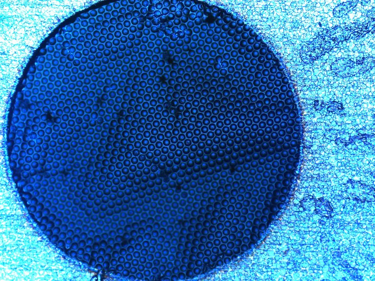 lens-array